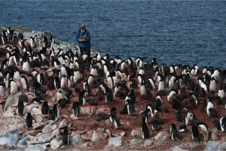 Scientist counting penguins